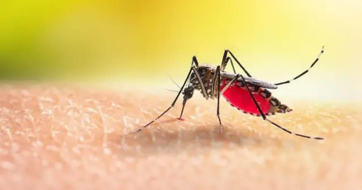 ডেঙ্গুতে মৃত্যু আরও ৭ জন, হাসপাতালে ৫৬৭